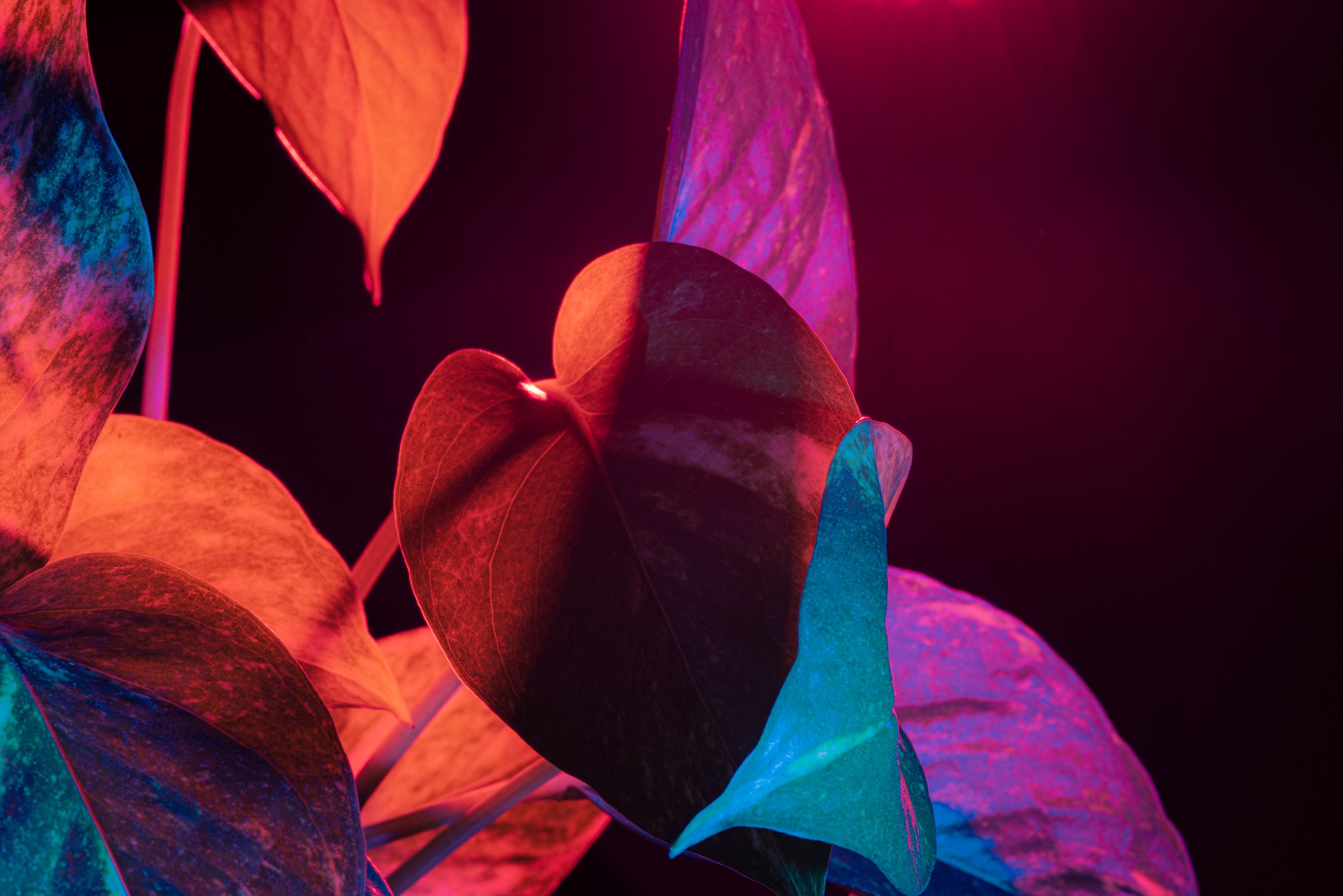 Green Leaves on Neon Lights