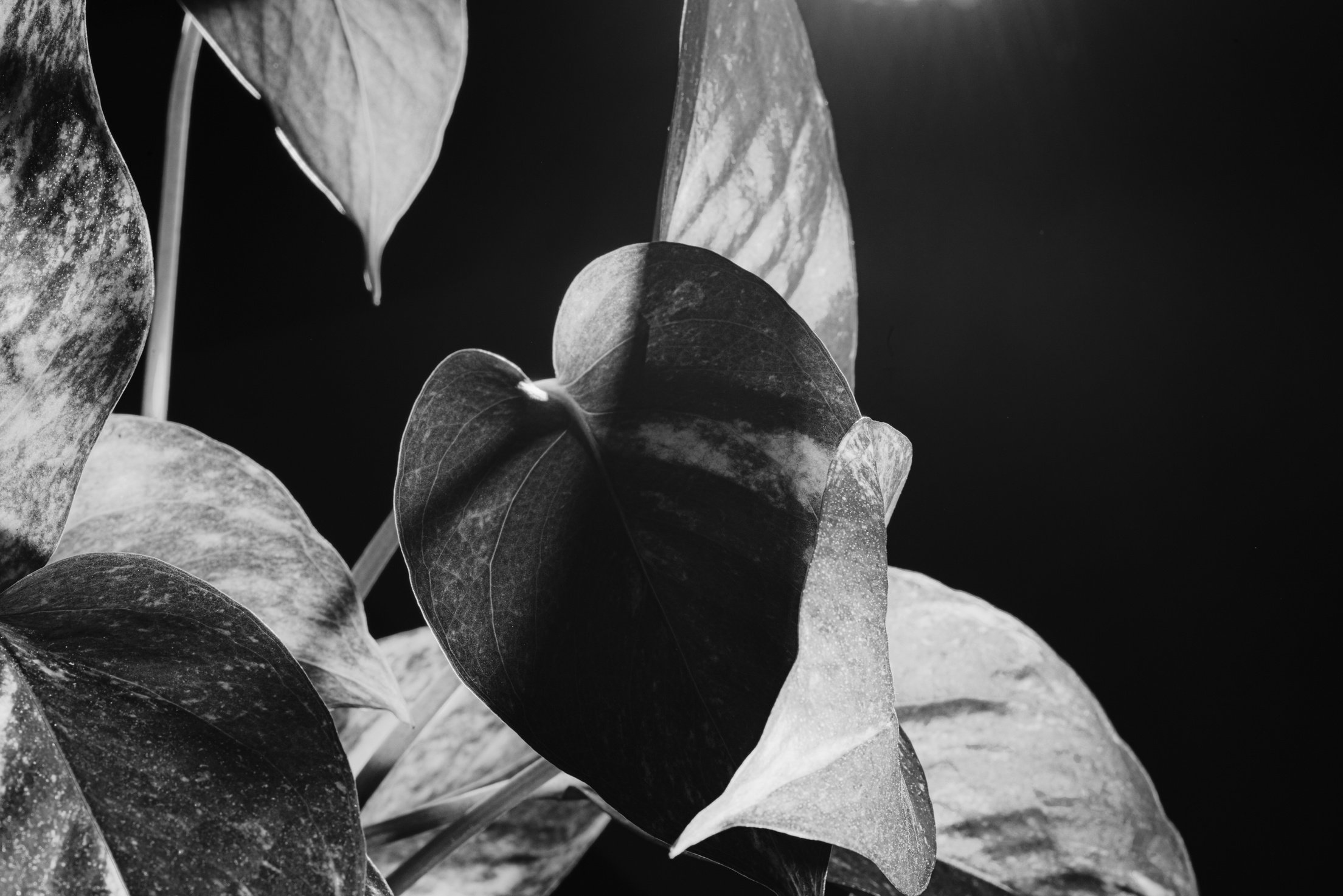 Green Leaves on Neon Lights